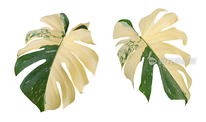 Monstera Deliciosa Albo斑叶，热带植物常绿藤蔓孤立在白色的背景，修剪路径包括